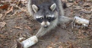 Raccoon Traps That Keep Your Pet Safe