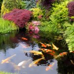 How to Heat Your Natural Swimming Pond Efficiently