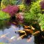 Natural Swimming Pond