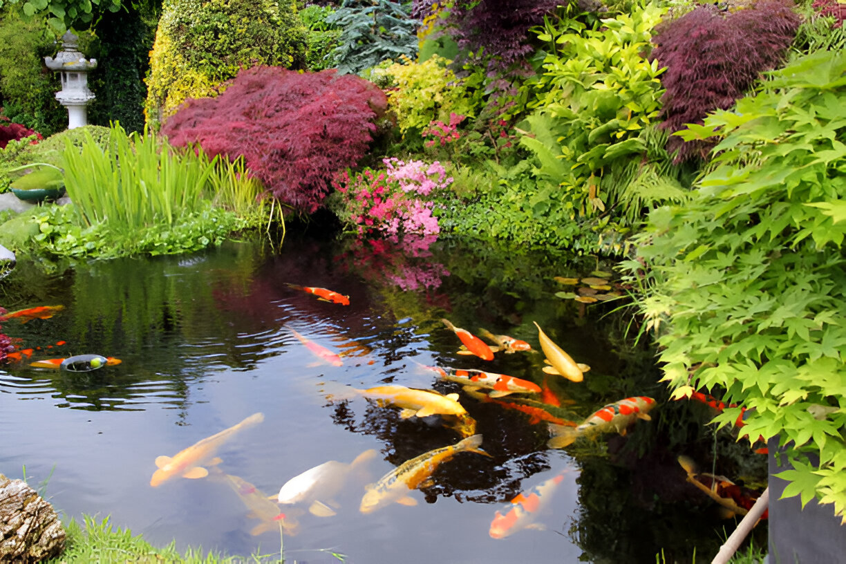 Natural Swimming Pond