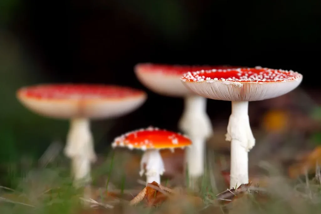 The Mystical World of Amanita Muscaria