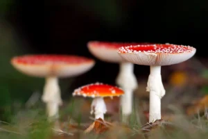 The Mystical World of Amanita Muscaria