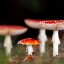 The Mystical World of Amanita Muscaria